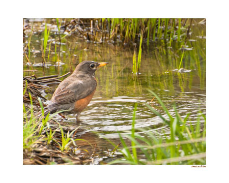 American Robin